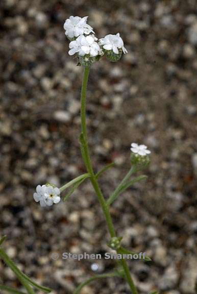 cryptantha flaccida 5 graphic